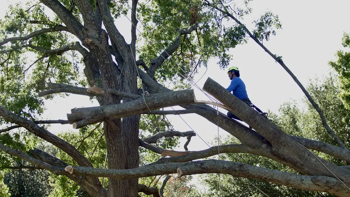 Professional Crown Thinning performed by certified arborists in Conyngham